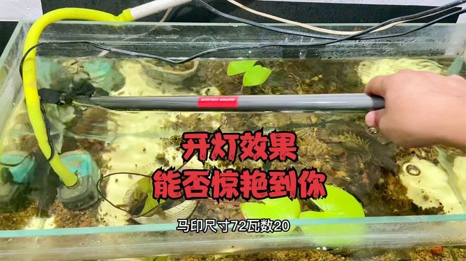 馬印神燈能養草嗎怎么養:馬印神燈可以用于養水草,但效果可能不如專門針對水草生長 馬印水族 第3張 馬印神燈能養草嗎怎么養:馬印神燈可以用于養水草,但效果可能不如專門針對水草生長 馬印神燈能養草嗎怎么養:馬印神燈可以用于養水草,但效果可能不如專門針對水草生長 馬印水族 第3張