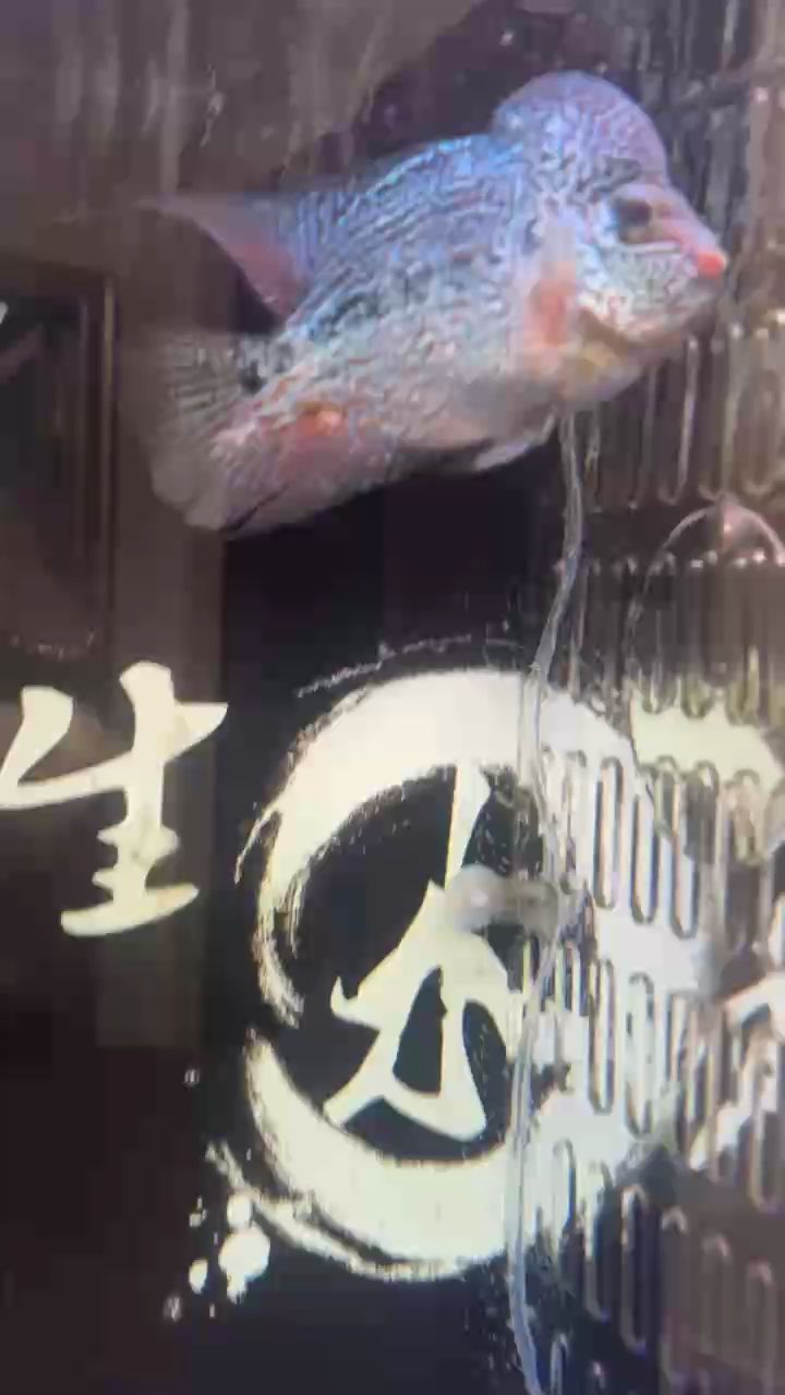 這家伙好玩