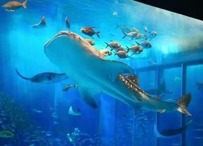 世界水族館排名前十：世界上最大的水族館之一