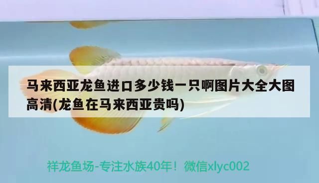 黃金貓魚高清壁紙大圖大全：探索這個美麗魚類的多樣性與魅力，探索這個美麗魚類的多樣性與魅力 黃金貓魚高清壁紙大圖大全：探索這個美麗魚類的多樣性與魅力，探索這個美麗魚類的多樣性與魅力 黃金貓魚百科 第2張