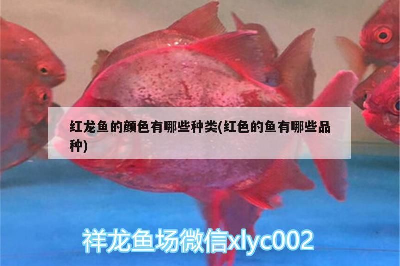 清洗新魚缸要用多少高錳酸鉀水（100升水魚缸放多少高錳酸鉀） 清洗新魚缸要用多少高錳酸鉀水（100升水魚缸放多少高錳酸鉀） 黃金貓魚百科 第2張