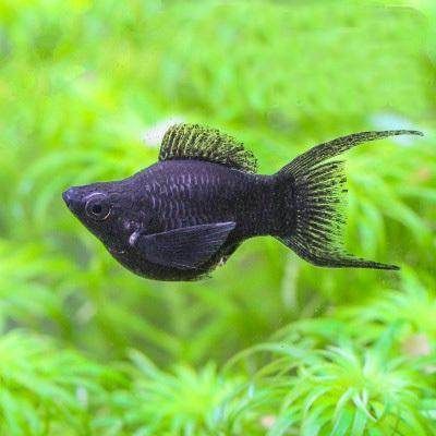 觀賞魚取名字（為觀賞魚取一個吸引人的名字是許多創(chuàng)業(yè)者頭痛的問題） 觀賞魚取名字（為觀賞魚取一個吸引人的名字是許多創(chuàng)業(yè)者頭痛的問題） 錦鯉魚百科 第3張