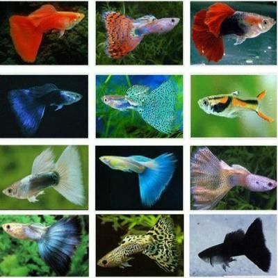 觀賞魚取名字(為觀賞魚取一個吸引人的名字是許多創(chuàng)業(yè)者頭痛的問題) 錦鯉魚百科 第4張 觀賞魚取名字(為觀賞魚取一個吸引人的名字是許多創(chuàng)業(yè)者頭痛的問題) 觀賞魚取名字(為觀賞魚取一個吸引人的名字是許多創(chuàng)業(yè)者頭痛的問題) 錦鯉魚百科 第4張