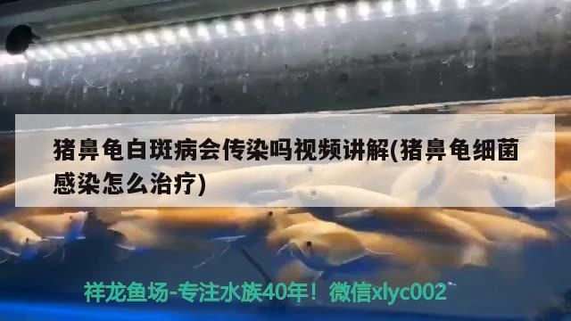 豬鼻龜白斑病會傳染嗎視頻講解(豬鼻龜細菌感染怎么治療)