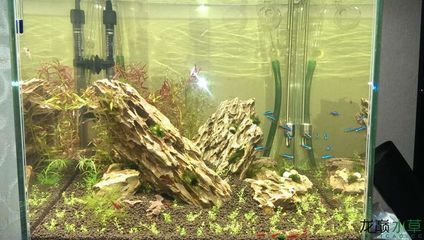 36魚缸造景：魚缸造景的基礎知識