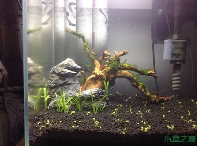36魚缸造景：魚缸造景的基礎知識