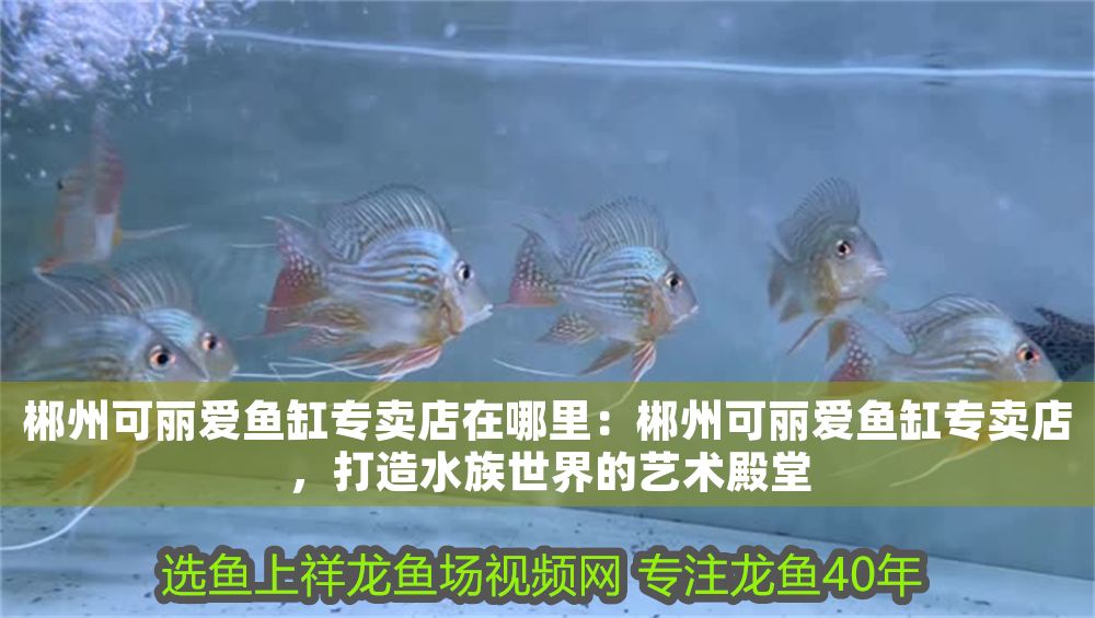 郴州可麗愛魚缸專賣店在哪里：郴州可麗愛魚缸專賣店，打造水族世界的藝術殿堂