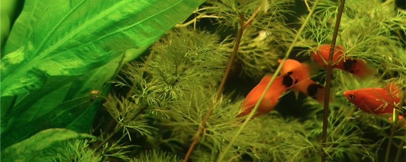 魚類怎樣繁殖下一代繁殖方式有哪些