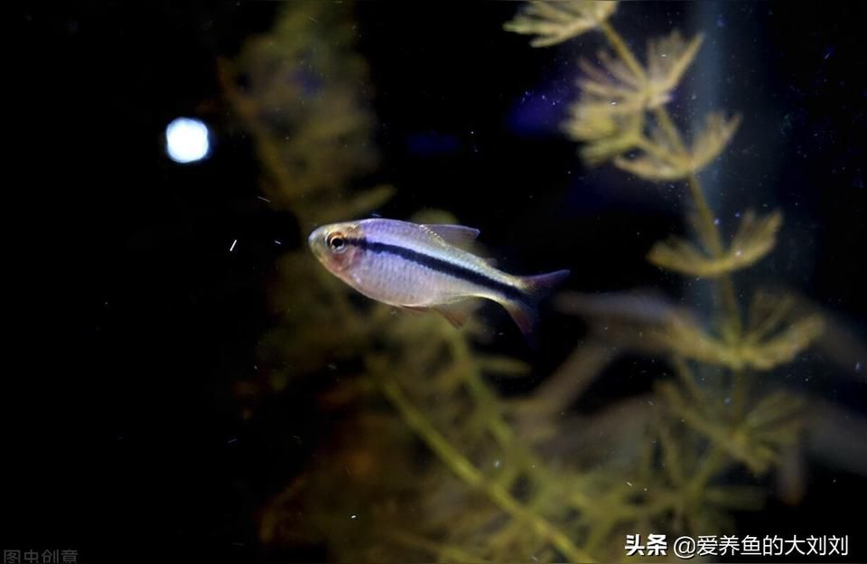 詳細(xì)閱讀:光特億殺菌燈魚池戶外除藻綠水魚缸UV滅菌潛水式水族紫外線消毒燈 光特億殺菌燈魚池戶外除藻綠水魚缸UV滅菌潛水式水族紫外線消毒燈