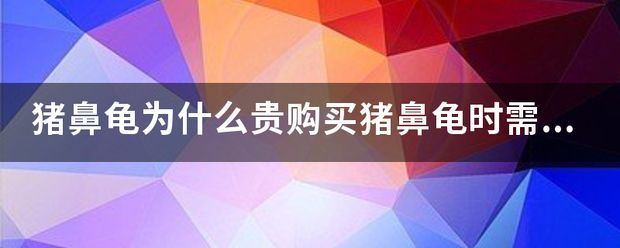 豬鼻龜價(jià)錢(qián)：豬鼻龜價(jià)格一般多少錢(qián)