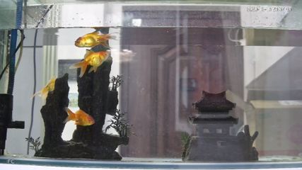 cleair魚缸價格(你居然當著老師的面偷看真是什么歇后語)