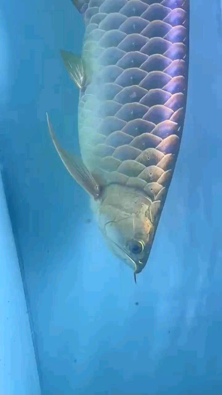 第九條巨無霸