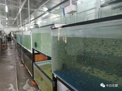 水族館店鋪分類屬于哪個部門（水族館店鋪分類）