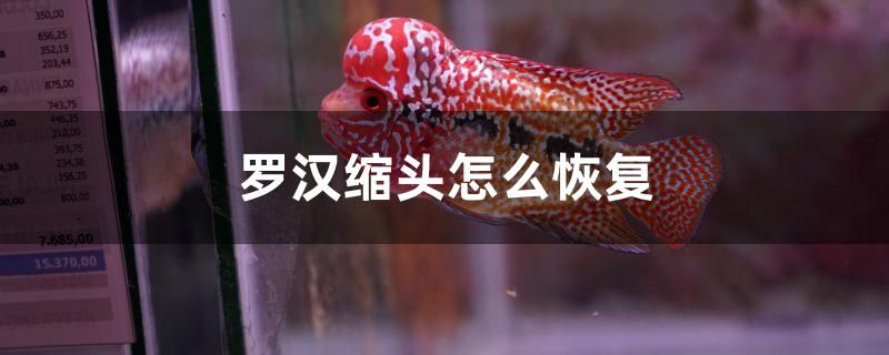 羅漢縮頭怎么恢復(fù)