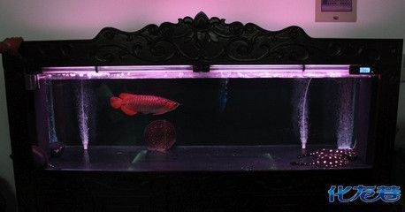 如何改善金龍魚光照環境：金龍魚光照環境改善案例分析金龍魚光照管理的注意事項