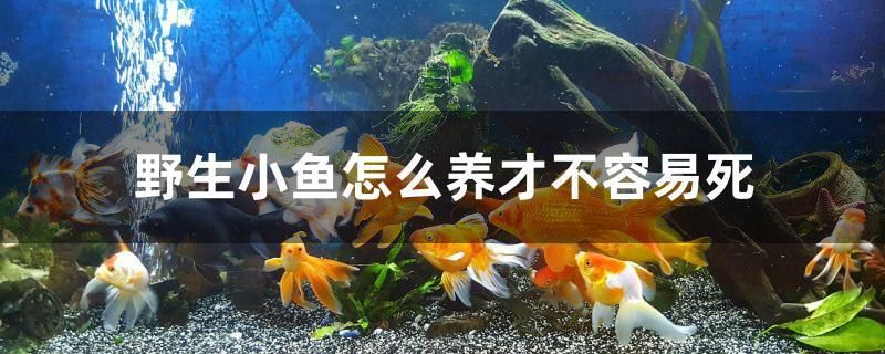 野生小魚怎么養才不容易死 野生小魚怎么養才不容易死 可麗愛魚缸