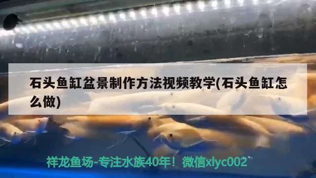 石頭魚缸盆景制作方法視頻教學(石頭魚缸怎么做)