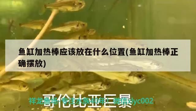魚缸加熱棒應(yīng)該放在什么位置(魚缸加熱棒正確擺放)