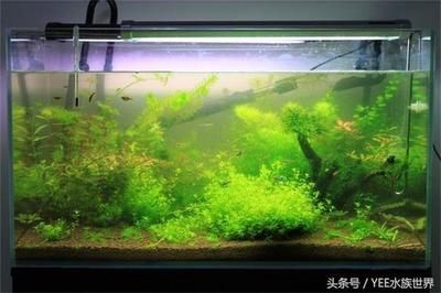 yee魚缸質量怎么樣：yee魚缸商標logo僅為一層貼紙，消費者應考慮這些因素