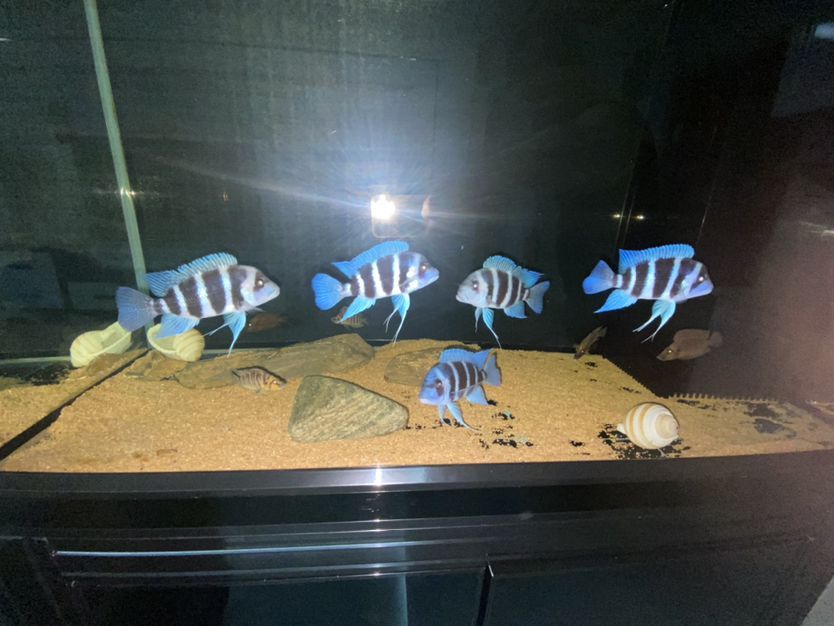 魚缸定制柜子圖片大全視頻（ 定制魚缸柜體）