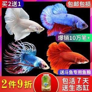 高端觀賞魚淡水魚（觀賞魚的養殖技術對于想要養殖觀賞魚的人來說至關重要） 高端觀賞魚淡水魚（觀賞魚的養殖技術對于想要養殖觀賞魚的人來說至關重要） 伊罕水族 第1張