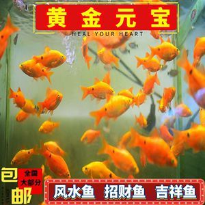 高端觀賞魚淡水魚（觀賞魚的養殖技術對于想要養殖觀賞魚的人來說至關重要） 高端觀賞魚淡水魚（觀賞魚的養殖技術對于想要養殖觀賞魚的人來說至關重要） 伊罕水族 第3張