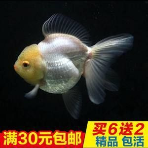 高端觀賞魚淡水魚（觀賞魚的養殖技術對于想要養殖觀賞魚的人來說至關重要） 高端觀賞魚淡水魚（觀賞魚的養殖技術對于想要養殖觀賞魚的人來說至關重要） 伊罕水族 第4張