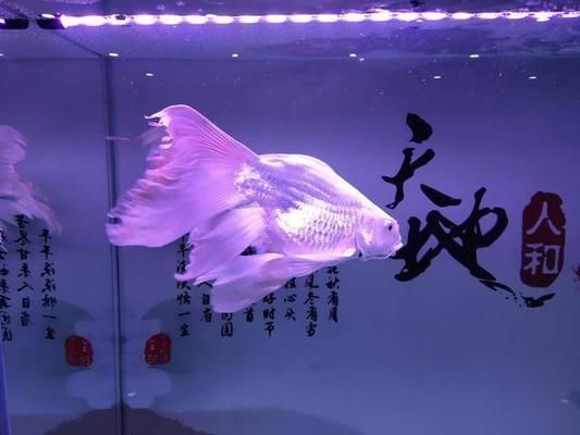 什么顏色蝴蝶鯉招財(cái)(蝴蝶鯉顏色與風(fēng)水招財(cái)) 蝴蝶鯉百科 第2張 什么顏色蝴蝶鯉招財(cái)(蝴蝶鯉顏色與風(fēng)水招財(cái)) 什么顏色蝴蝶鯉招財(cái)(蝴蝶鯉顏色與風(fēng)水招財(cái)) 蝴蝶鯉百科 第2張