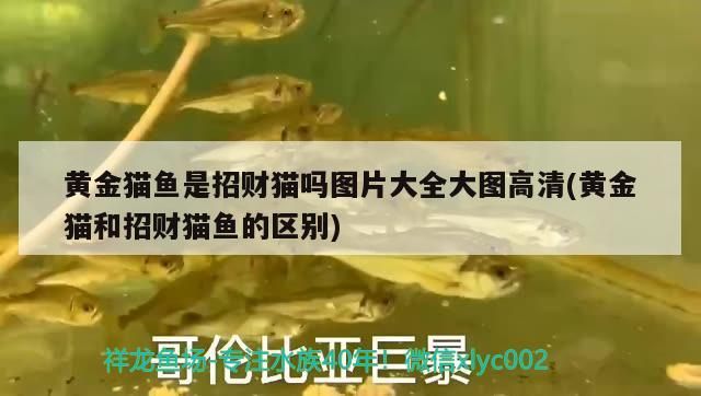 黃金貓魚(yú)是招財(cái)貓嗎圖片大全大圖高清(黃金貓和招財(cái)貓魚(yú)的區(qū)別)