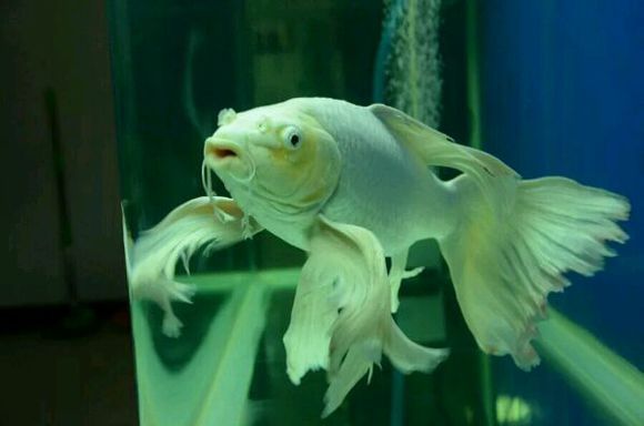 6045缸能養球體蝴蝶鯉嗎（60*45厘米的魚缸可以養球體蝴蝶鯉但需注意以下關鍵點）