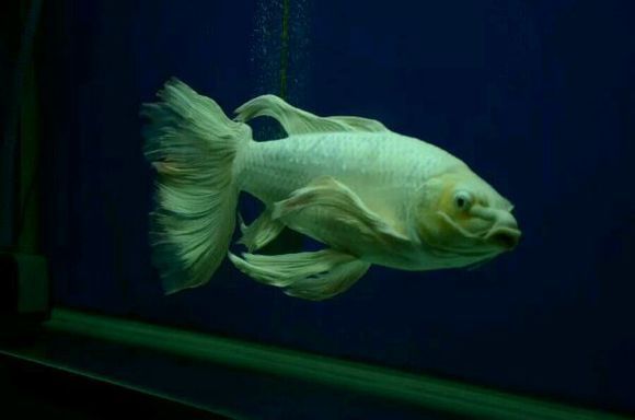 6045缸能養(yǎng)球體蝴蝶鯉嗎（60*45厘米的魚缸可以養(yǎng)球體蝴蝶鯉但需注意以下關鍵點）