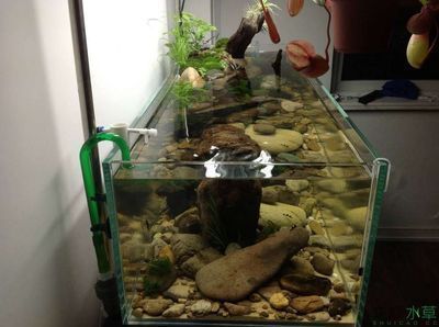 魚缸過濾器選購指南:自制魚缸過濾器魚缸上置過濾器對于養魚愛好者的必備知識 杭州吉印智能科技有限公司怎么樣(杭州吉印智能科技有限公司怎么樣啊) 吉印水族 杭州吉印智能科技有限公司怎么樣(杭州吉印智能科技有限公司怎么樣啊) 杭州吉印智能科技有限公司怎么樣(杭州吉印智能科技有限公司怎么樣啊) 吉印水族