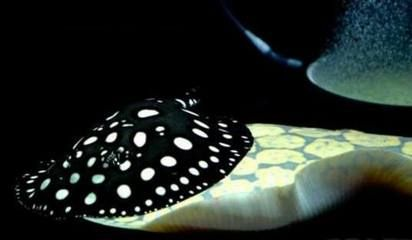 魟魚細菌感染癥狀有哪些表現：魟魚細菌感染癥狀主要有以下幾個方面是對魟魚細菌感染常見癥狀的描述