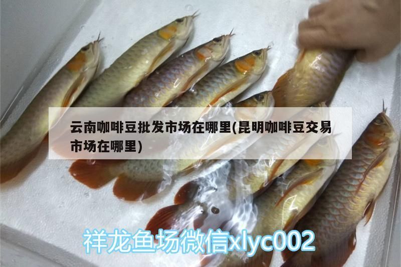 云南咖啡豆批發市場在哪里(昆明咖啡豆交易市場在哪里)