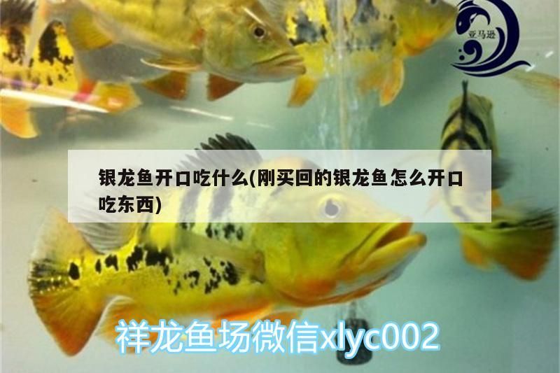 銀龍魚開口吃什么(剛買回的銀龍魚怎么開口吃東西)