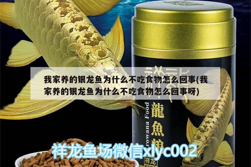 我家養的銀龍魚為什么不吃食物怎么回事(我家養的銀龍魚為什么不吃食物怎么回事呀)