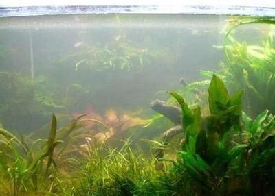 金龍魚糞便顏色解讀：關于金龍魚糞便顏色的解讀