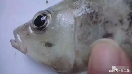 虎魚(yú)活食消毒技巧，虎魚(yú)活食消毒技巧：活食消毒后如何清洗虎魚(yú)活食消毒 虎魚(yú)活食消毒技巧，虎魚(yú)活食消毒技巧：活食消毒后如何清洗虎魚(yú)活食消毒 虎魚(yú)百科 第1張