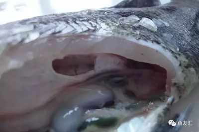 虎魚(yú)活食消毒技巧，虎魚(yú)活食消毒技巧：活食消毒后如何清洗虎魚(yú)活食消毒 虎魚(yú)活食消毒技巧，虎魚(yú)活食消毒技巧：活食消毒后如何清洗虎魚(yú)活食消毒 虎魚(yú)百科 第3張