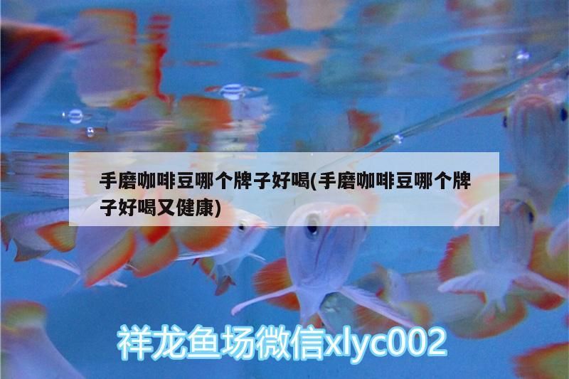 手磨咖啡豆哪個(gè)牌子好喝(手磨咖啡豆哪個(gè)牌子好喝又健康)