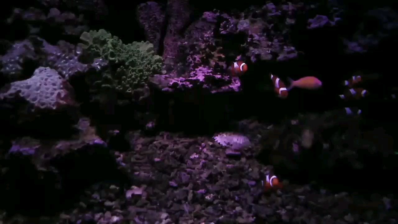 陪一缸有緣魚抱一顆平常心