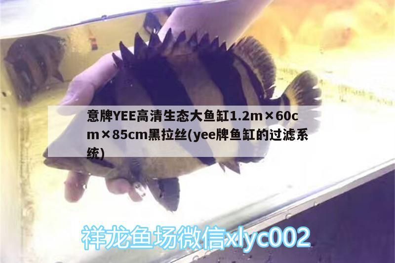 意牌YEE高清生態大魚缸1.2m×60cm×85cm黑拉絲(yee牌魚缸的過濾系統)
