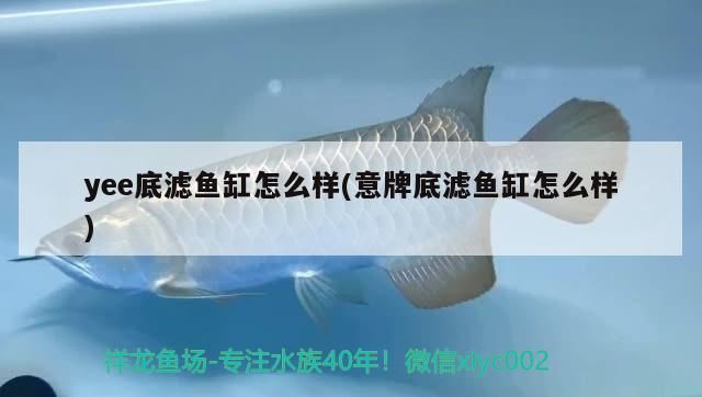 yee底濾魚缸怎么樣(意牌底濾魚缸怎么樣)