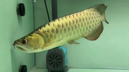 祥龍Sianlon系列特色功能(廣州芳村水族店祥龍sianlon系列價(jià)格范圍) 水族館百科(水族館加盟) 第4張 祥龍Sianlon系列特色功能(廣州芳村水族店祥龍sianlon系列價(jià)格范圍) 祥龍Sianlon系列特色功能(廣州芳村水族店祥龍sianlon系列價(jià)格范圍) 水族館百科(水族館加盟) 第4張