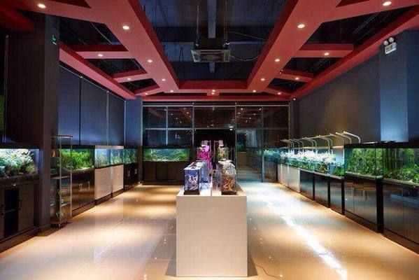 水族館從哪里進貨便宜：水族館與漁場合作的技巧