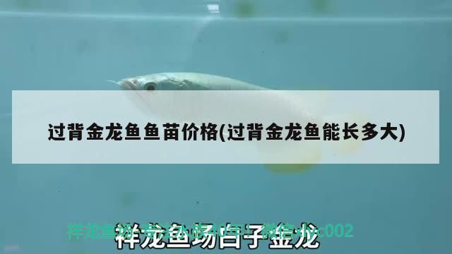 過背金龍魚能長多大的魚苗啊：關于過背金龍魚苗成長潛力的詳細信息