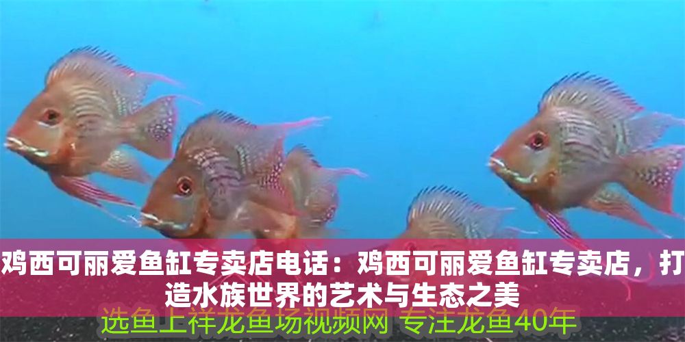 雞西可麗愛魚缸專賣店電話：雞西可麗愛魚缸專賣店，打造水族世界的藝術與生態之美