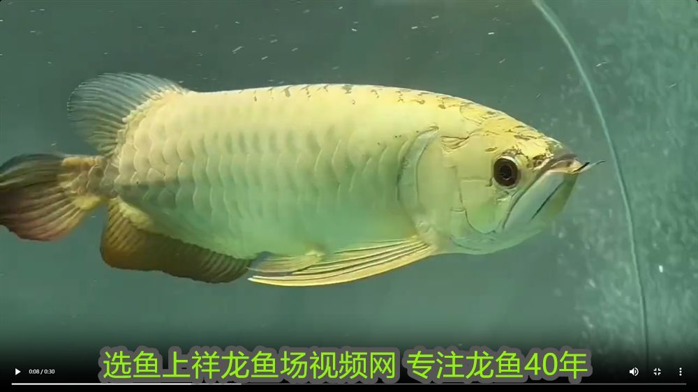 雞西可麗愛魚缸專賣店電話：雞西可麗愛魚缸專賣店，打造水族世界的藝術與生態之美