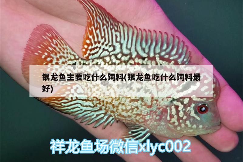 銀龍魚主要吃什么飼料(銀龍魚吃什么飼料最好)