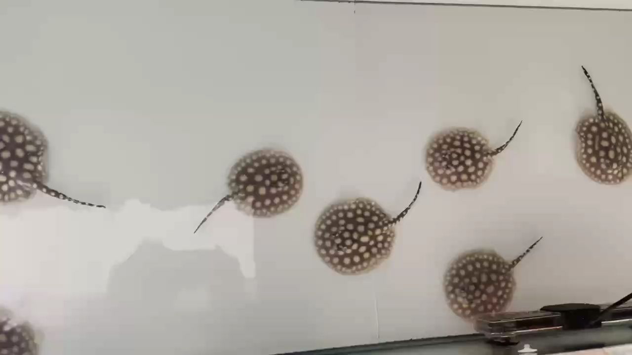 狀態(tài)棒棒的